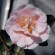 Wheeler's Fragrant